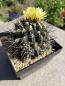 Preview: Thelocactus panarottoanus
